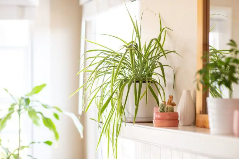 Is It Safe To Have Plants In Your Bedroom