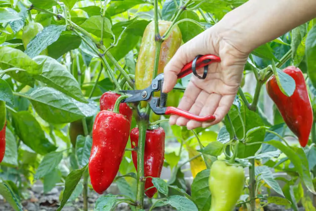 Harvest the Cayenne Peppers When They Are Ripe