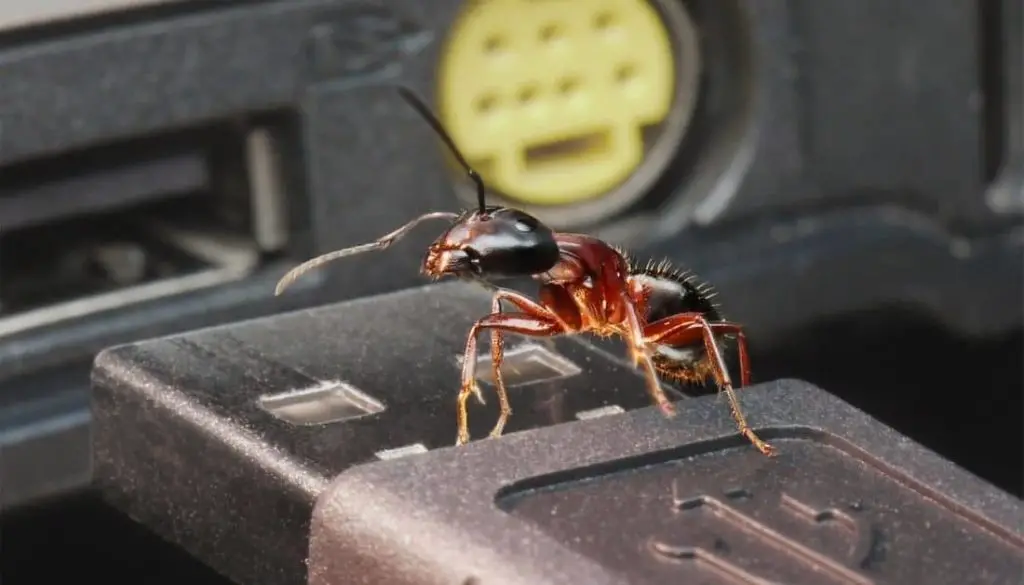 How to get rid of ants in Car