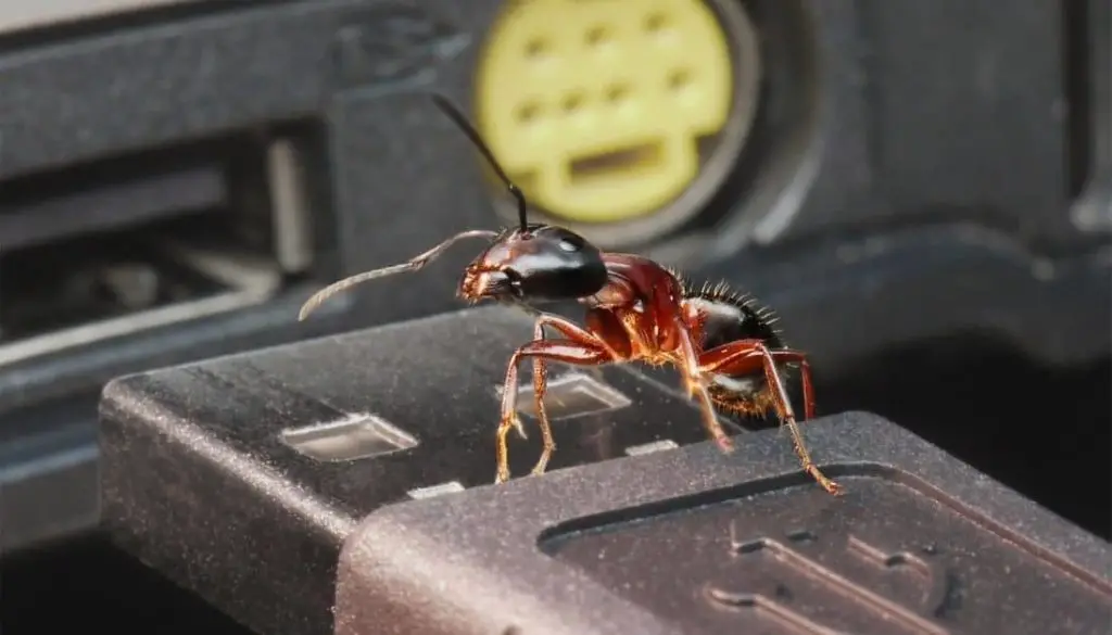 How To Get Rid of Ants in Car: 7 Simple Steps!