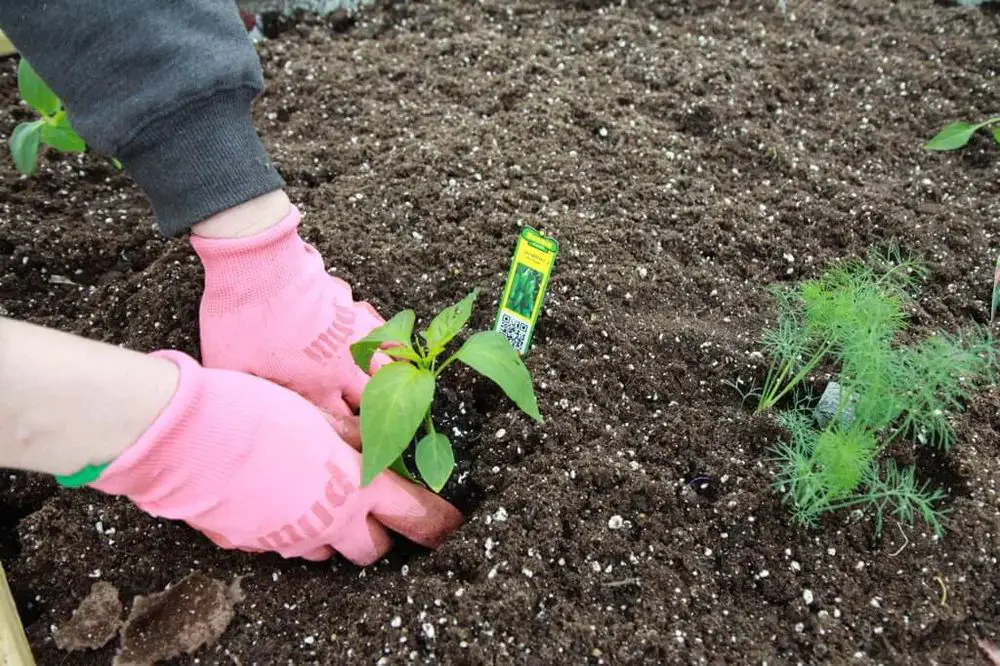 Place & Pick Cayenne pepper in the hole and cover with soil