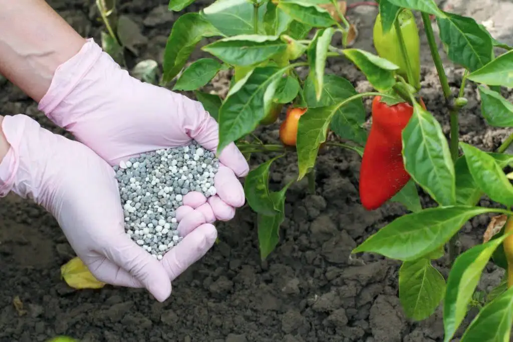 Water the peppers regularly and fertilize them twice a month