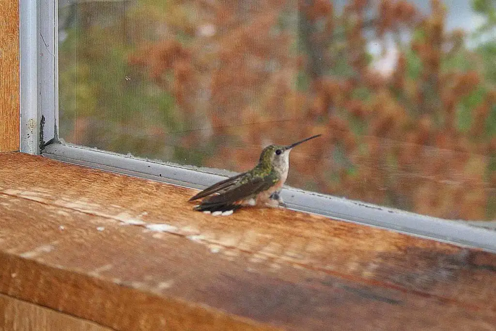 How To Get a Hummingbird Out of Your House