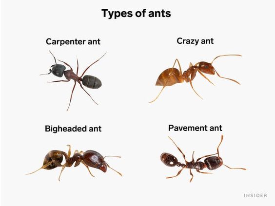 Identify the Type of Ants