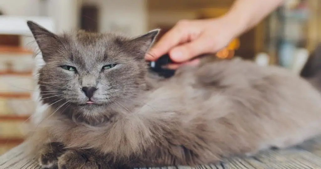 Brush your cat's fur daily to remove loose hair