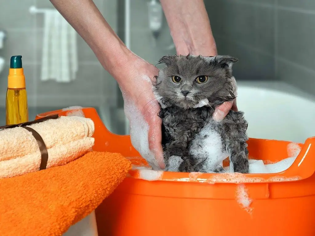 Give Your Cat Regular Baths