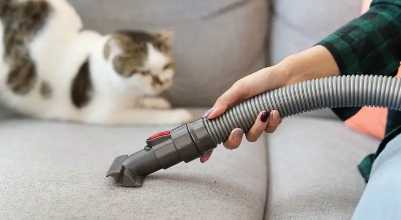 Regularly vacuum and dust to remove cat dander