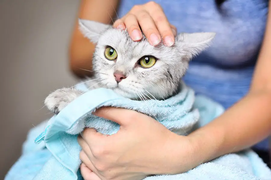 Use a damp cloth to clean all surfaces How to get rid of Cat Dander in the House?