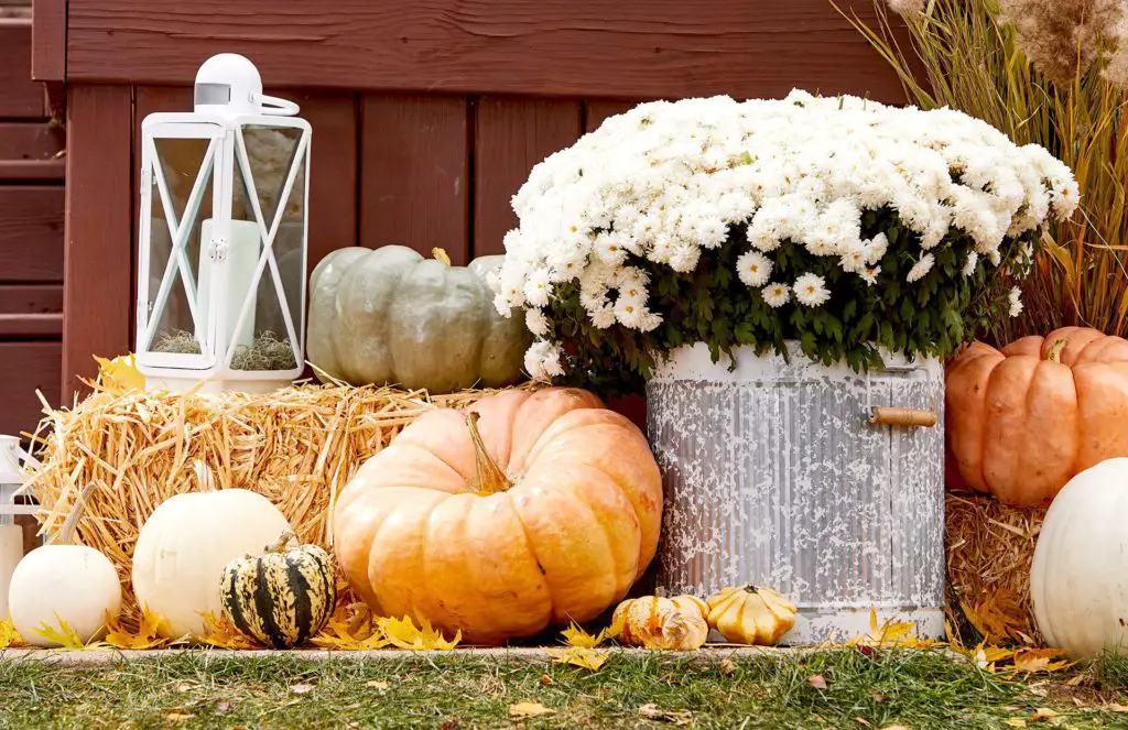 Fall Harvest Ideas