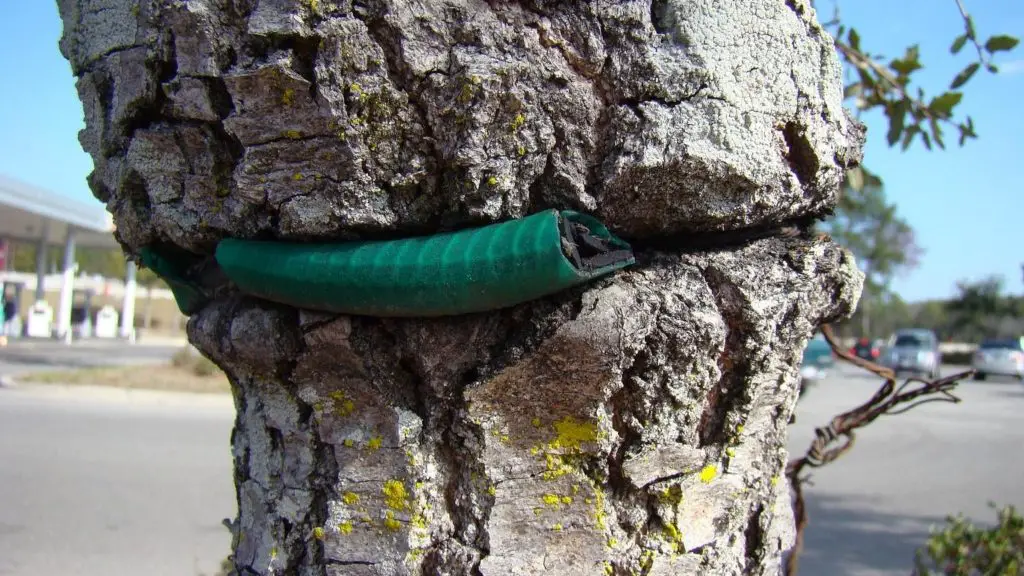 Put your cables in pine tree branches to go green