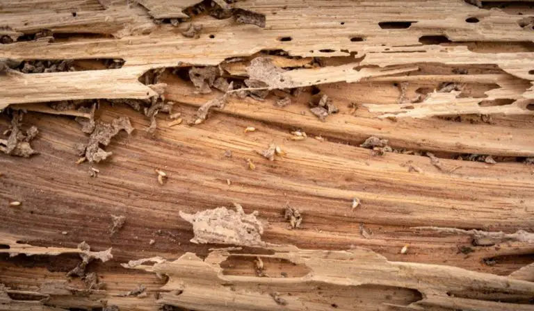How To Get Rid of Termites in Furniture