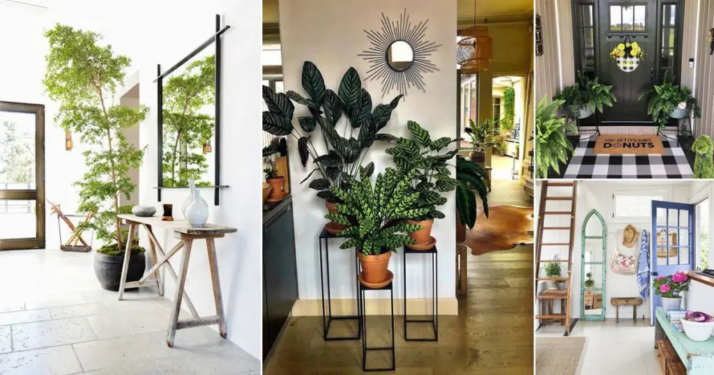 Ideas for Foyer Plants