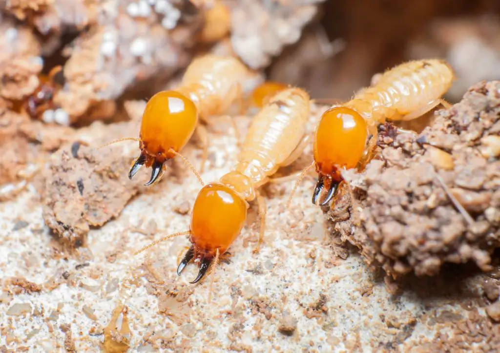 Sunlight Helps in Wood Termite Treatment
