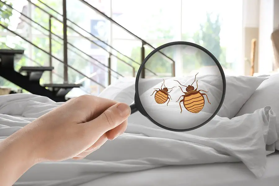 Bugs on Your Mattress