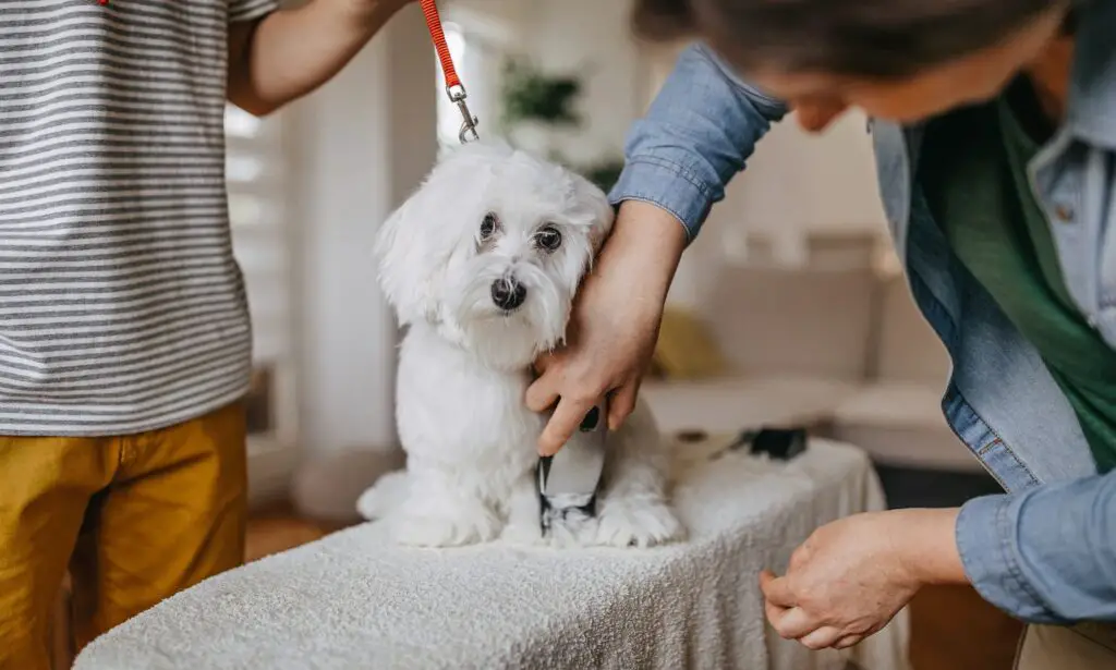 Pets should be groomed outside To Reduce Dust in Your Home