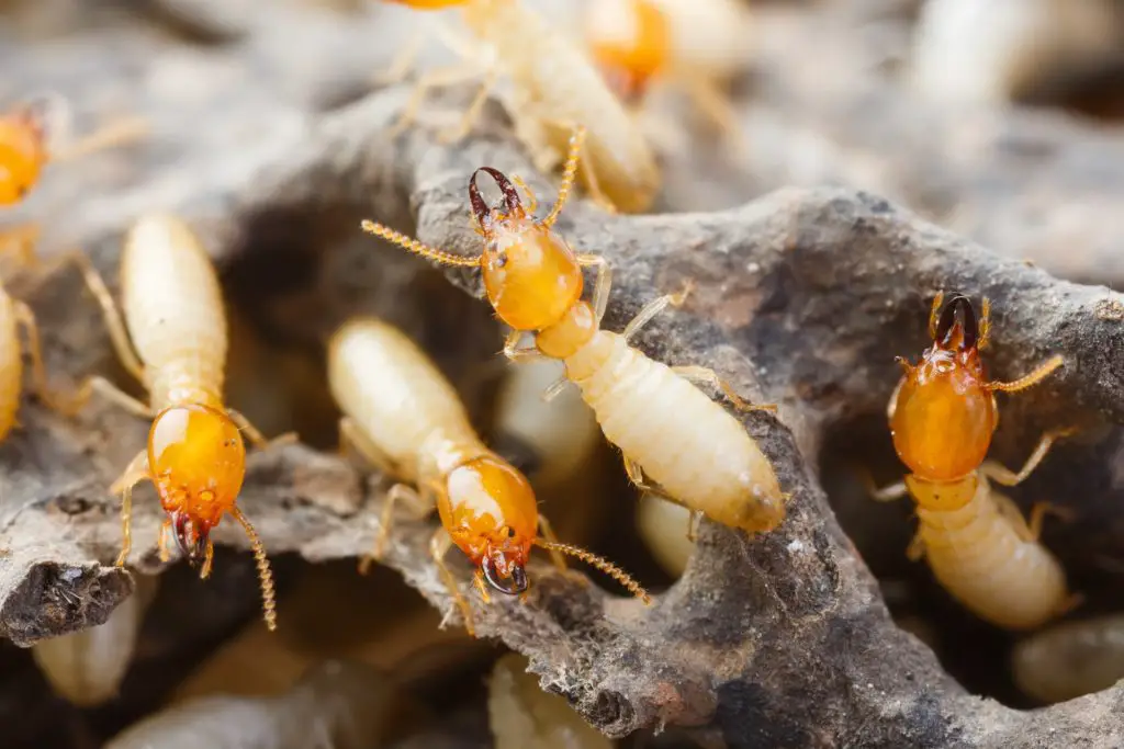 Termites Can't Live on Teak