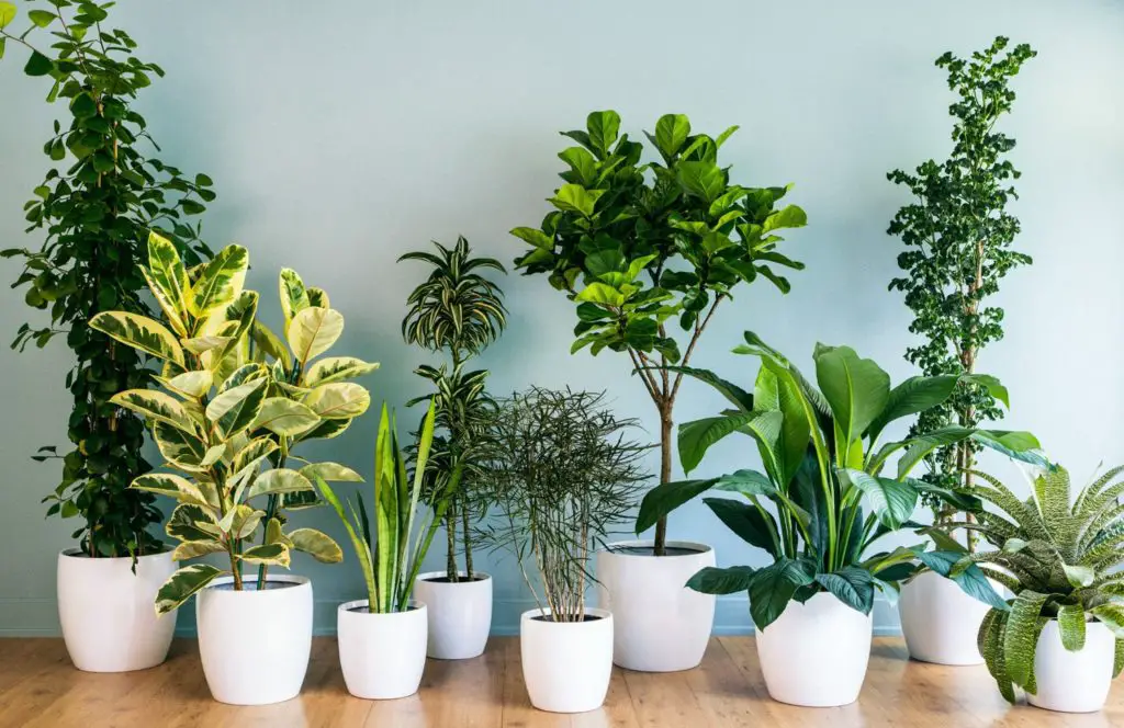 They help in air purification: Is It Safe to Have Plants in Your Bedroom