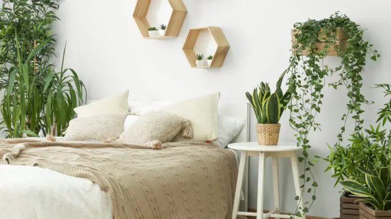 Is It Safe to Have Plants in Your Bedroom