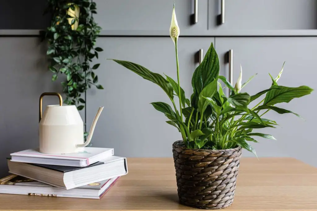 Peace Lily: Is It Safe to Have Plants in Your Bedroom