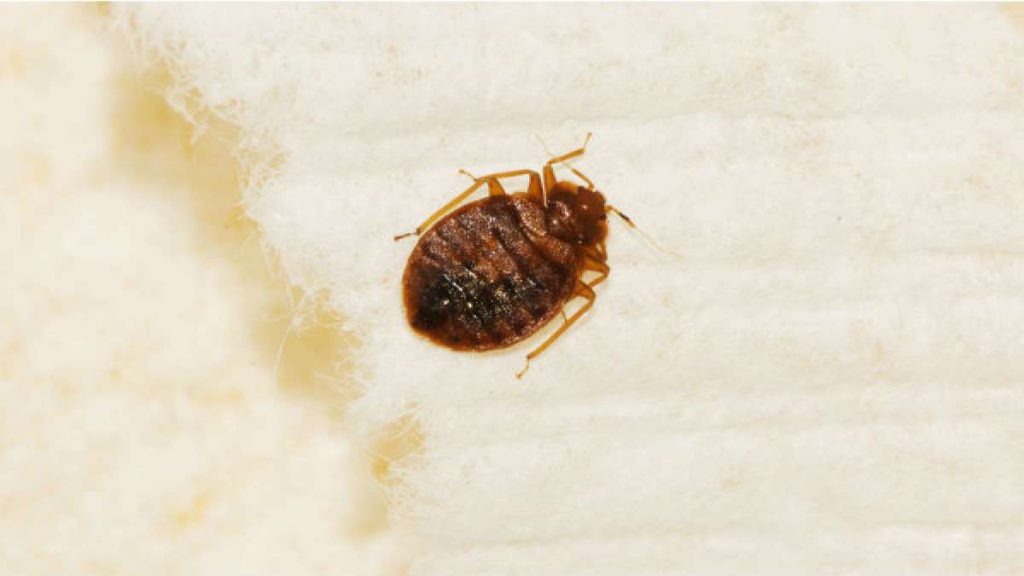 Why Do Bed Bugs Smell When You Kill Them?